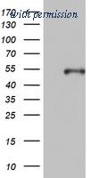 OriGene TA802578BM image 1