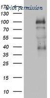 OriGene TA802606S image 1