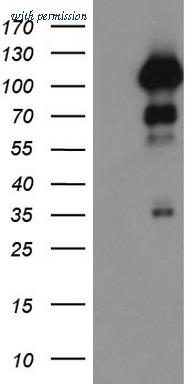 OriGene TA802609BM image 1