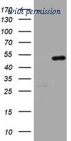 OriGene TA802669BM image 1