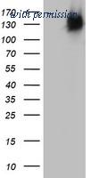 OriGene TA802672AM image 1