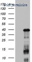OriGene TA802698AM image 1