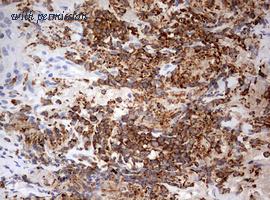 OriGene TA802699S image 1