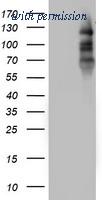 OriGene TA802702S image 1