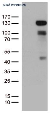 OriGene TA802703AM image 1