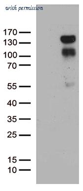 OriGene TA802707AM image 1