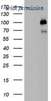 OriGene TA802708AM image 1