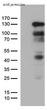 OriGene TA802710BM image 1