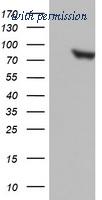 OriGene TA802720BM image 1