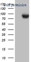 OriGene TA802721AM image 1