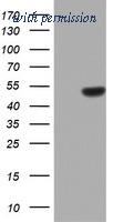 OriGene TA802726S image 1