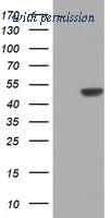OriGene TA802727AM image 1