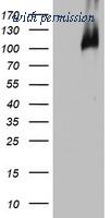 OriGene TA802733AM image 1