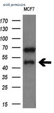 OriGene TA802767BM image 1