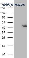 OriGene TA802777BM image 1