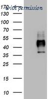 OriGene TA802778AM image 1