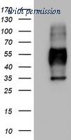 OriGene TA802779AM image 1