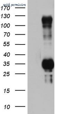 OriGene TA802789S image 1