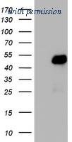 OriGene TA802791BM image 1