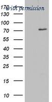 OriGene TA802806BM image 1