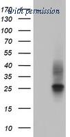 OriGene TA802810AM image 1