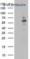 OriGene TA802815BM image 1