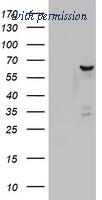 OriGene TA802816AM image 1