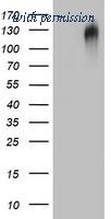 OriGene TA802819AM image 1