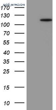 OriGene TA802822AM image 1