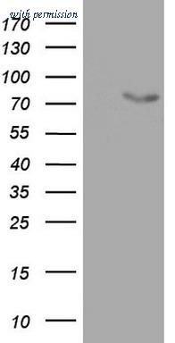 OriGene TA802825S image 1