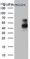 OriGene TA802828S image 1