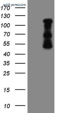 OriGene TA802834S image 1