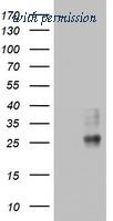 OriGene TA802840BM image 1