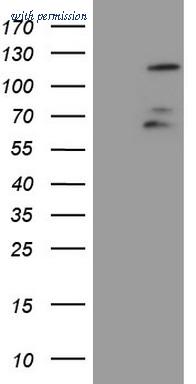 OriGene TA802869AM image 1