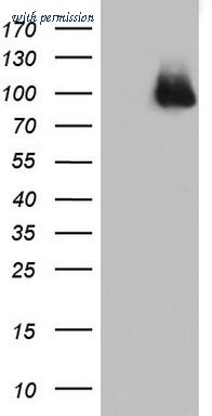 OriGene TA802871S image 1