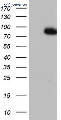 OriGene TA802873S image 1