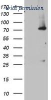 OriGene TA802886AM image 1