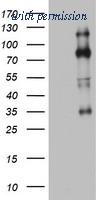 OriGene TA802907S image 1