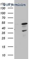 OriGene TA802918AM image 1