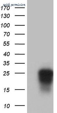 OriGene TA802919S image 1