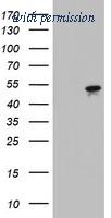 OriGene TA802932AM image 1
