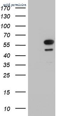 OriGene TA802933BM image 1