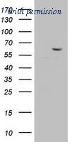 OriGene TA802941AM image 1