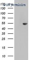 OriGene TA802969S image 1