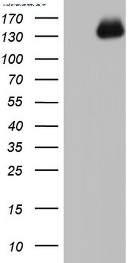 OriGene TA802987S image 1