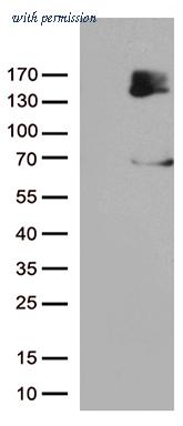 OriGene TA802990AM image 1