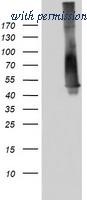 OriGene TA802994AM image 1