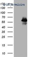 OriGene TA802996BM image 1