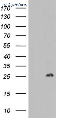 OriGene TA803003S image 1