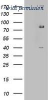 OriGene TA803072BM image 1
